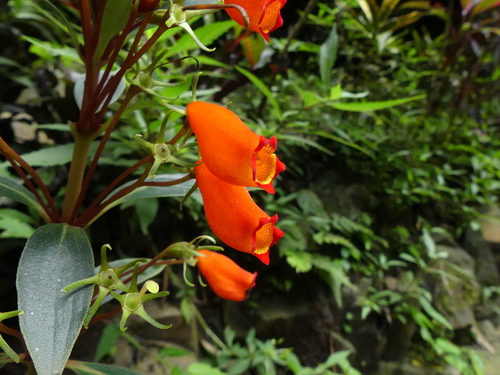 Seemannia sylvatica