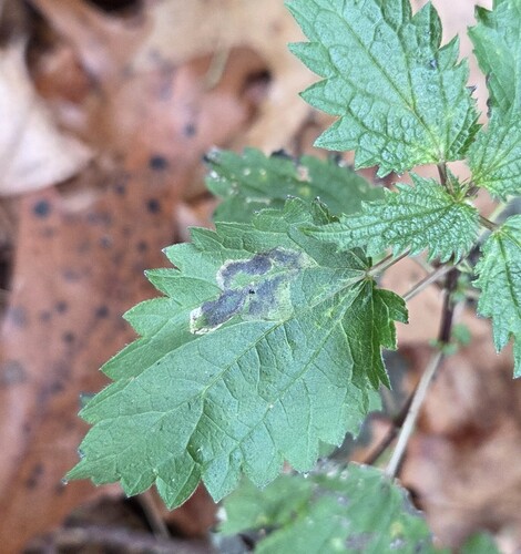 Unknown species found near Ilchester, MD, USA