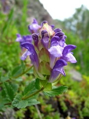 Scutellaria altaica