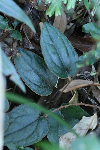 Ainsliaea fragrans, photograph 5