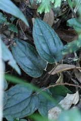 Ainsliaea fragrans, photograph author not stated, no rights reserved