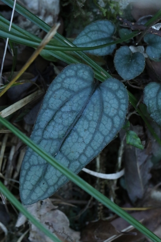 Ainsliaea fragrans, photograph 6