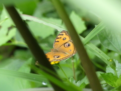 Junonia almana