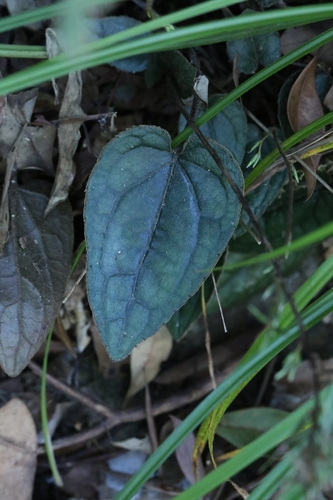 Ainsliaea fragrans