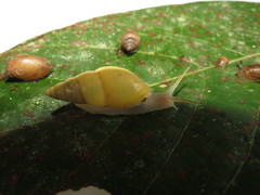Drymaeus sulphureus