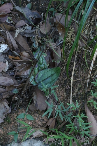 Ainsliaea fragrans, photograph 2
