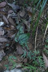 Ainsliaea fragrans, photograph author not stated, no rights reserved