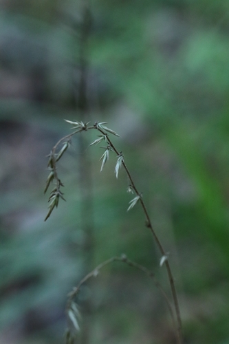 Ainsliaea fragrans, photograph 3