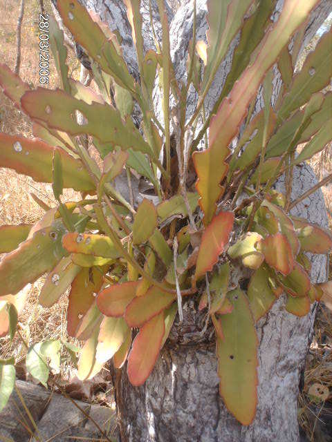 Epiphyllum phyllanthus