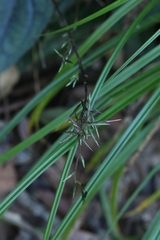 Ainsliaea fragrans, photograph author not stated, no rights reserved