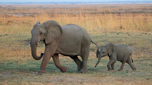 African Savanna Elephant