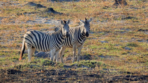 Chapman's Zebra