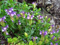 Scutellaria altaica