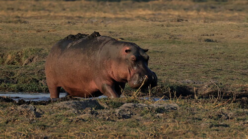 Common Hippopotamus