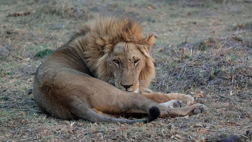 Southern Lion