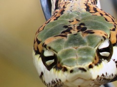 Thelotornis capensis