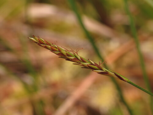 Carex anthoxanthea