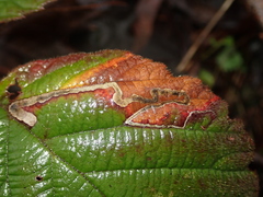 Stigmella aurella