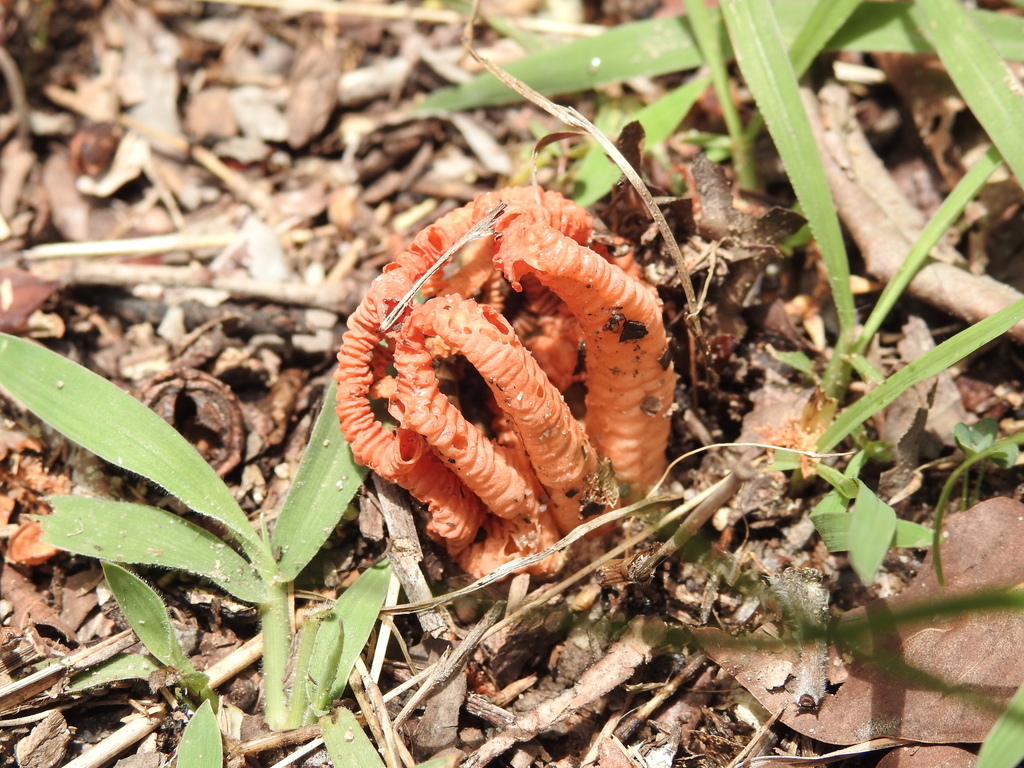 Colus pusillus · November 2025 · photo: © scottwgavins (iNaturalist, cc-by)
