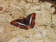 Adelpha corcyra corcyra