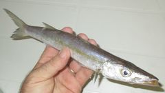 Sphyraena guachancho