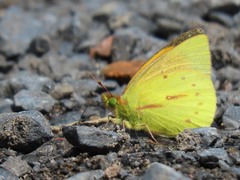 Colias dimera