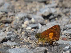 Dalla cypselus