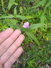 Justicia periplocifolia