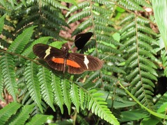 Heliconius clysonymus clysonymus