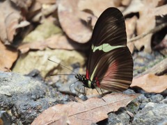 Heliconius clysonymus clysonymus