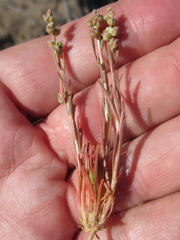 Oligomeris linifolia