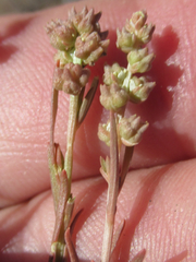 Oligomeris linifolia