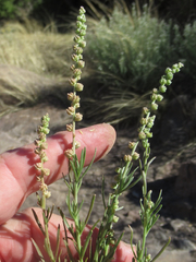 Oligomeris linifolia