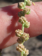 Oligomeris linifolia