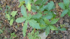 Quercus rysophylla