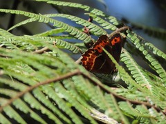 Oxeoschistus simplex