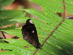 Pedaliodes phoenissa