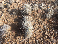 Grusonia clavata