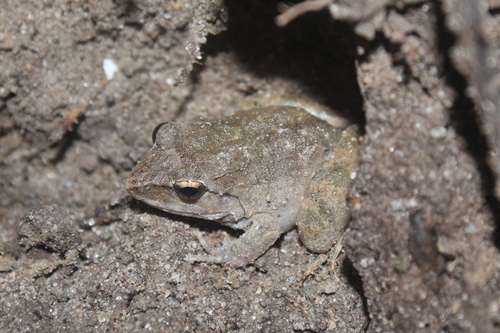 Limnonectes modestus