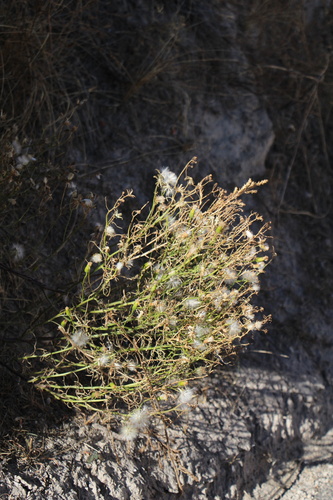 Riddell's ragwort (Senecio riddellii)