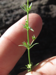 Galium microphyllum