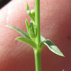 Galium microphyllum