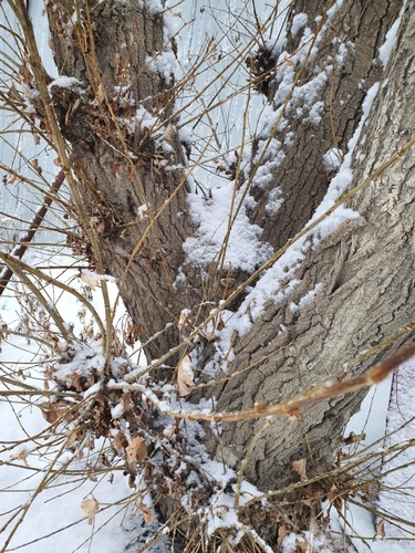 Laurel-leaved Poplar (Populus laurifolia)