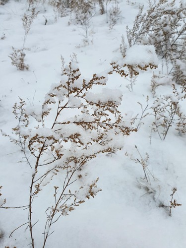 Oriental wormwood (Artemisia scoparia)