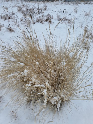 Chee grass (Neotrinia splendens)