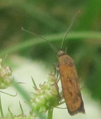 Hierodoris atychioides