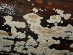 Cylindrobasidium laeve