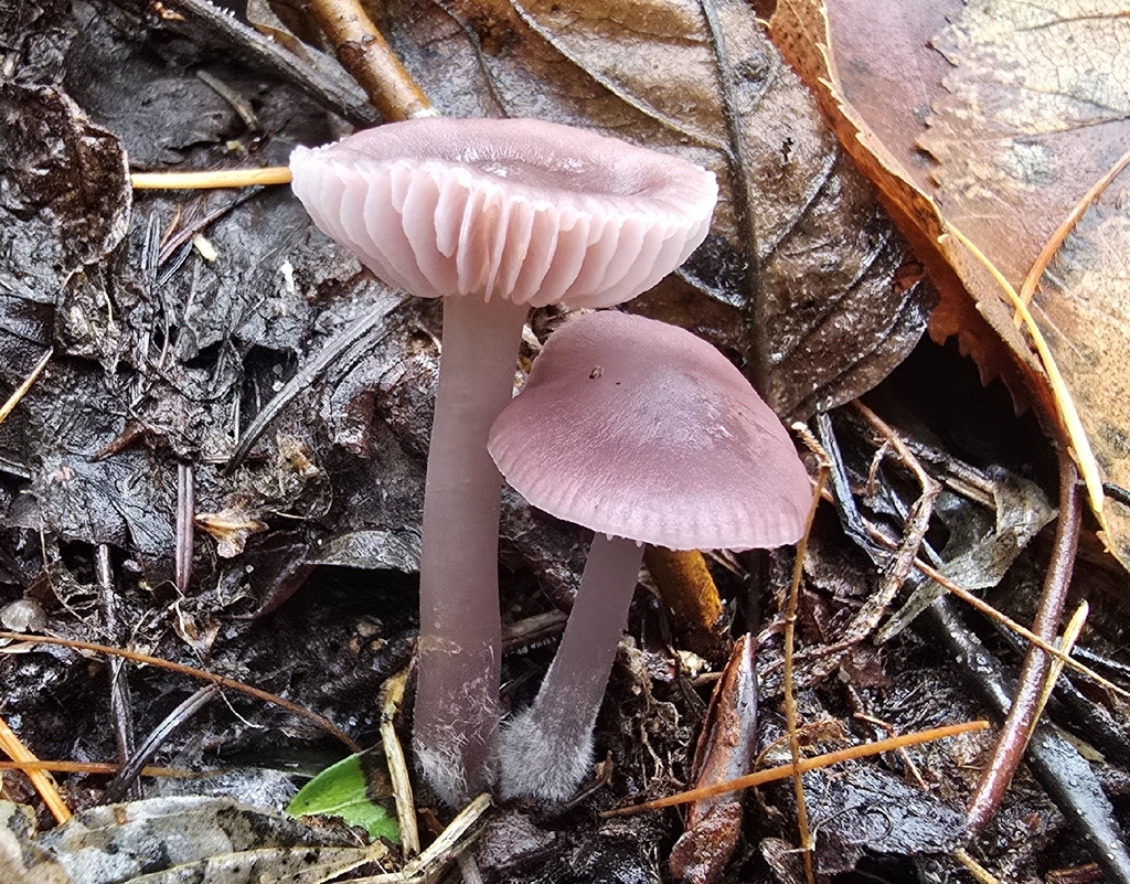 Mycena sp. 'pura-IN03'