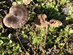 Entoloma edulis