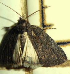 Prionofrontia erygidia